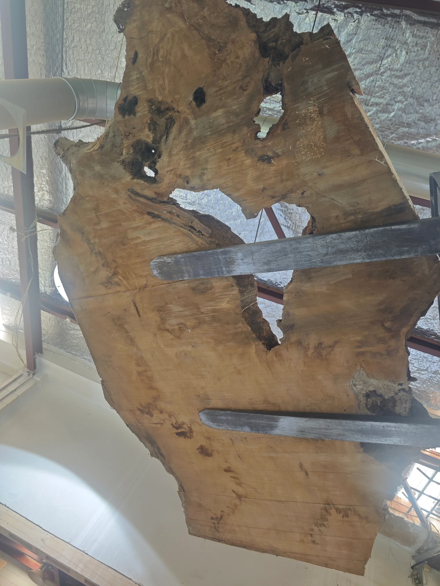 Swamp Kauri round dining table 1800 — latest progress