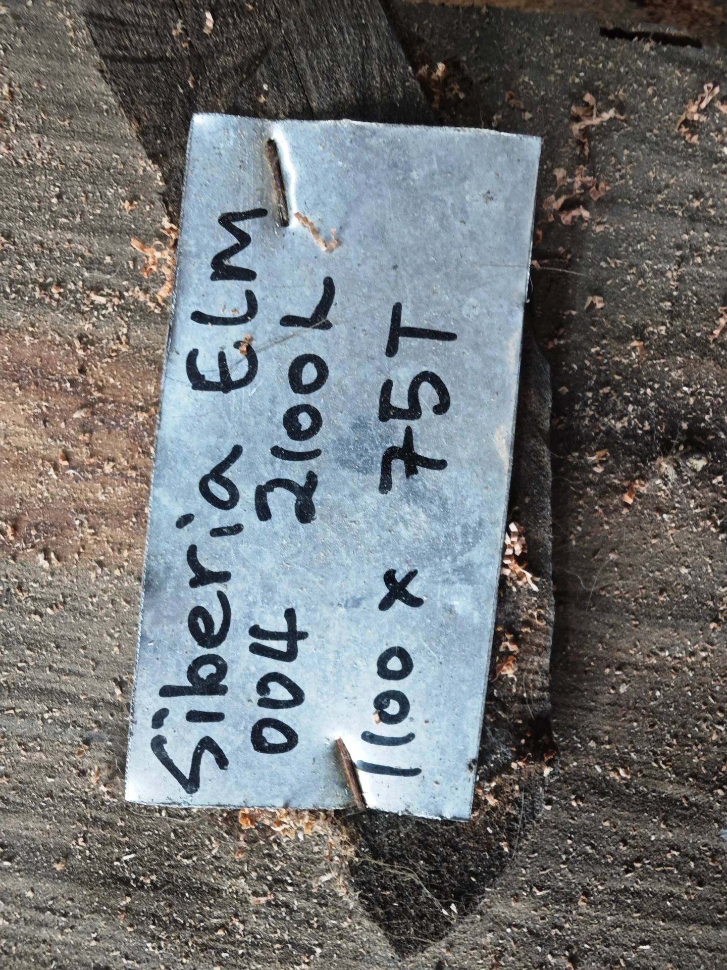 Siberian Elm River Table — Progress photo